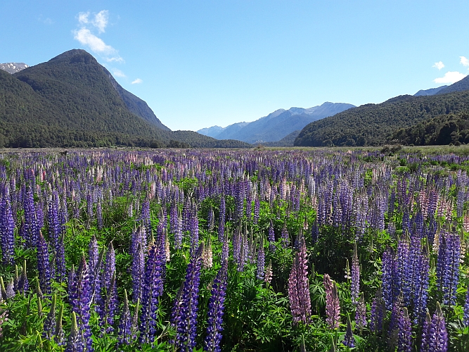 Swathe of Lupins.jpg